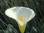 Calla lily