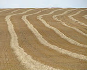 windrow